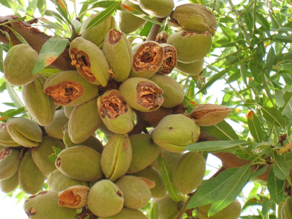 منزل الضيف Quintanas de Gormaz  في Casa Rural Patino المظهر الخارجي الصورة