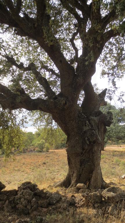 منزل الضيف Quintanas de Gormaz  في Casa Rural Patino المظهر الخارجي الصورة